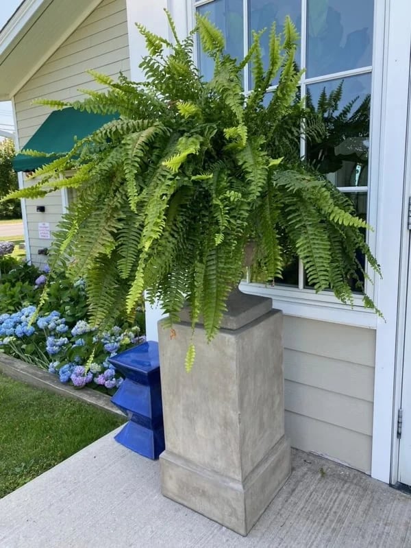 Last Day 75% OFF--UV Resistant Lifelike Artificial Boston Fern - Image 3